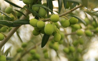 Mes de la excelencia para la recogida de setas y olivas