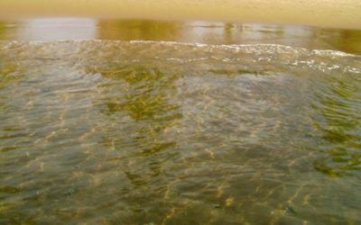 Los beneficios de las algas marinas