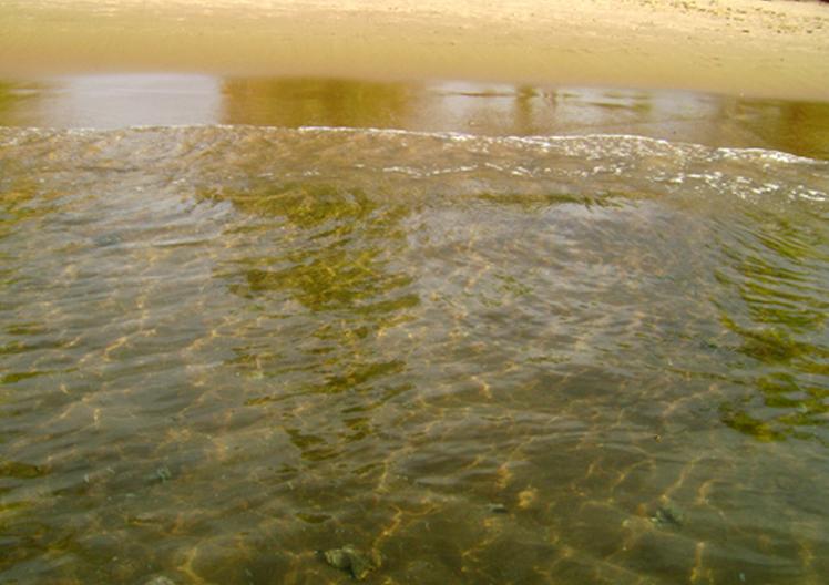 Los beneficios de las algas marinas