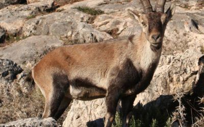 Reserva valenciana de caza de Muela de Cortes