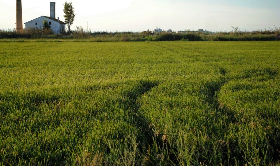 Ruta del arroz en Sueca