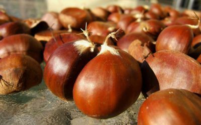 Recetas visigodas