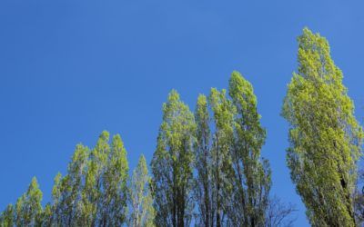 Disfruta de las Fiestas de la Trinididad y la plantación del Chopo en Casas Altas