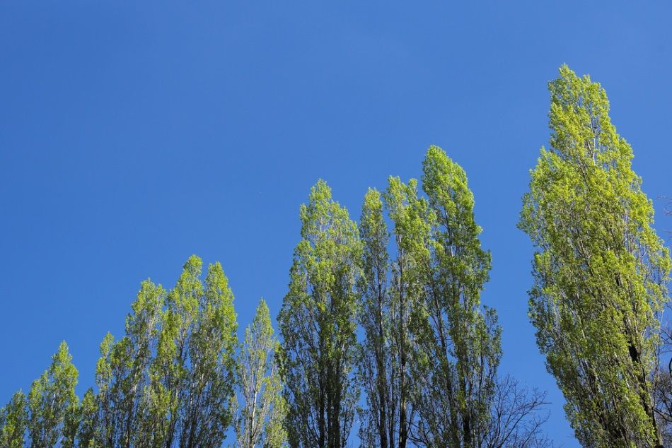 Disfruta de las Fiestas de la Trinididad y la plantación del Chopo en Casas Altas