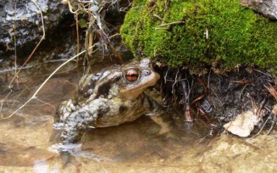 Selva mediterránea en el paraje natural de La Cabrentà