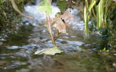 Chella, riqueza de fuentes naturales