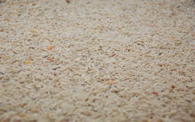 Arroz ‘socarrat’ al estilo del chef Quique Dacosta