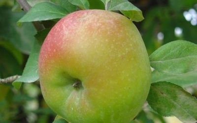 Fiesta de la Manzana Esperiega en El Rincón de Ademuz