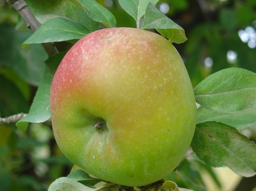 Fiesta de la Manzana Esperiega en El Rincón de Ademuz