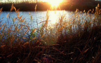 Parque Natural de la Marjal Pego-Oliva