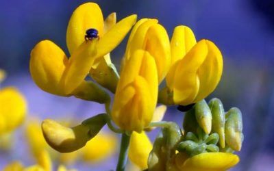 Microreservas del Camp de Morvedre para una excursión natural