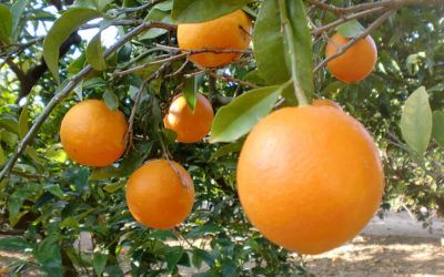 Ruta gastronómica entre naranjos