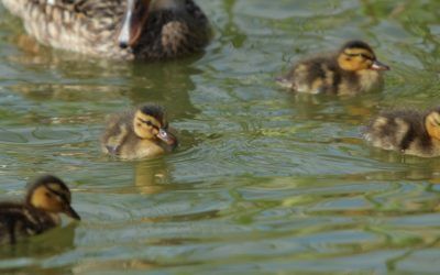 Avistamiento de aves en la provincia de Valencia
