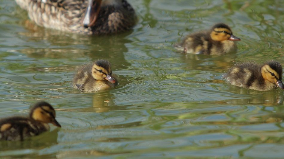 Avistamiento de aves en la provincia de Valencia