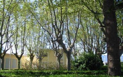 La Ruta d’Arbres Singulars en Gandia