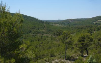 Este puente, visita el Paraje Natural del Barranco Carrasca-Gatillo situado en Enguera
