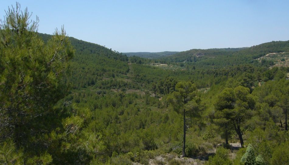 Este puente, visita el Paraje Natural del Barranco Carrasca-Gatillo situado en Enguera