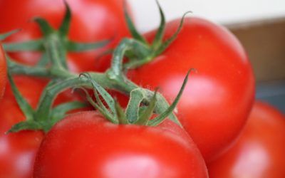 Tomates rellenos, plato tradicional valenciano de la Hoya de Buñol