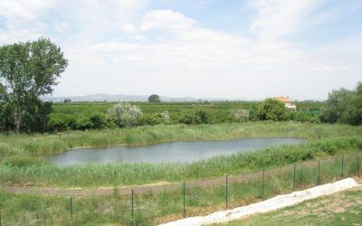 Ruta fluvial dels Ullals en Albalat de la Ribera