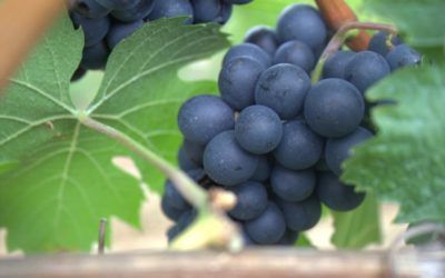 Monastrell, el renacer del vino valenciano