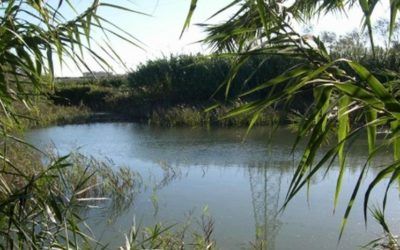 Paraje Natural Municipal 'Ullals del Riu Verd'