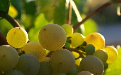 Celebra el Día Europeo del Enoturismo en Requena