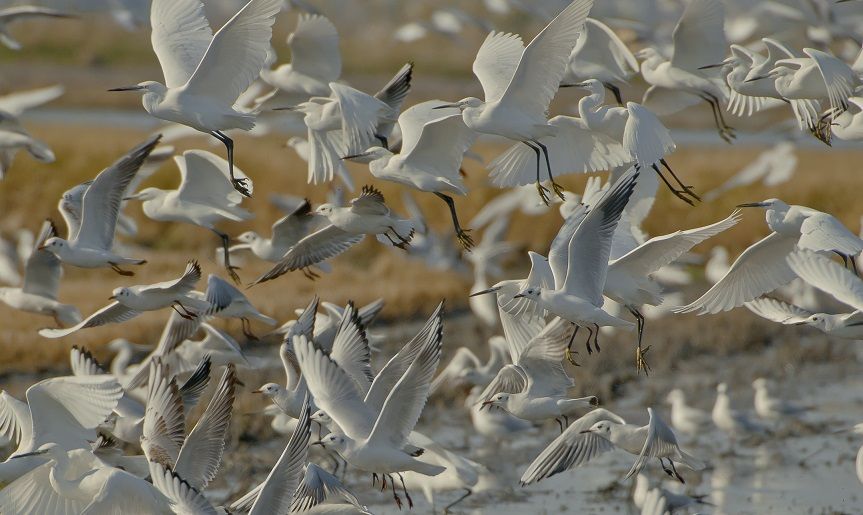 València Turisme propone el turismo ornitológico para combatir la estacionalidad