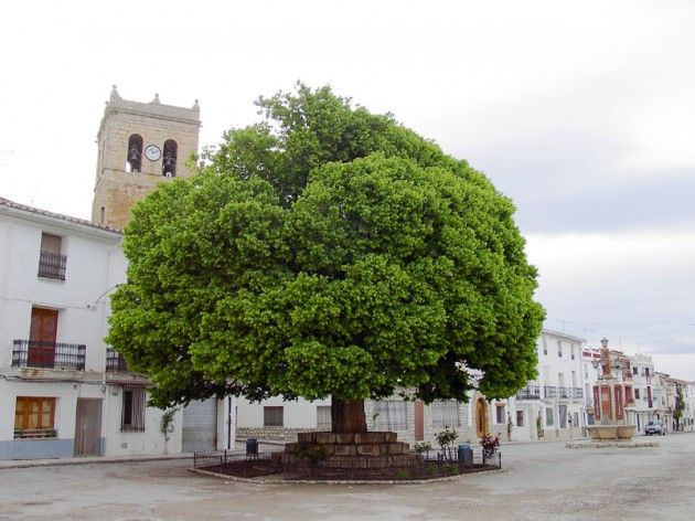 Plaza del Olmo