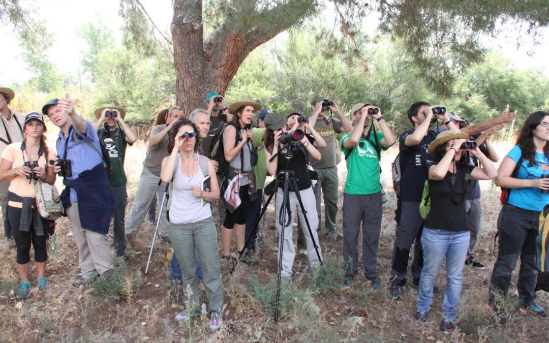 La final dels ocellers es disputa el cap de setmana a València