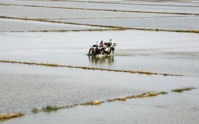 El Marjal y los arrozales de Cullera: paisaje y tradición únicos